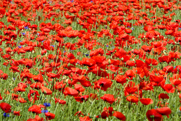 Beautiful poppies - Photo, Image