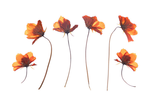 flat pressed dried flower isolated on white - 写真・画像