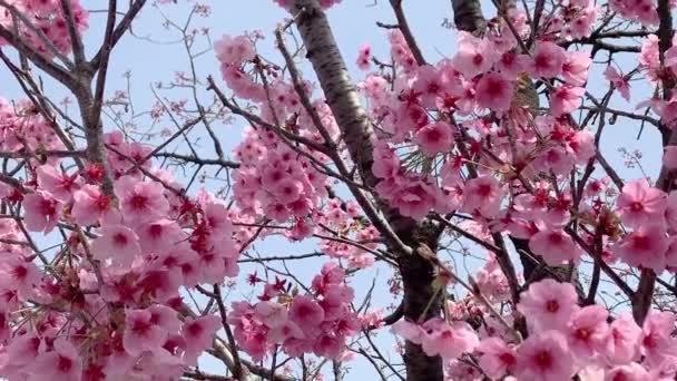Όμορφη ροζ sakura cherry blossom λουλούδι άνοιξη, Ιαπωνία Τόκιο - Πλάνα, βίντεο