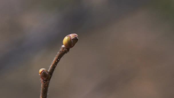 Oříškově hnědé první pupeny na jaře - Záběry, video