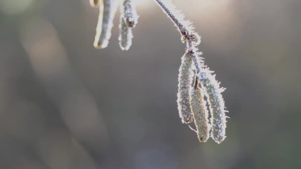Hoar gelo sul ramo Hazel
 - Filmati, video