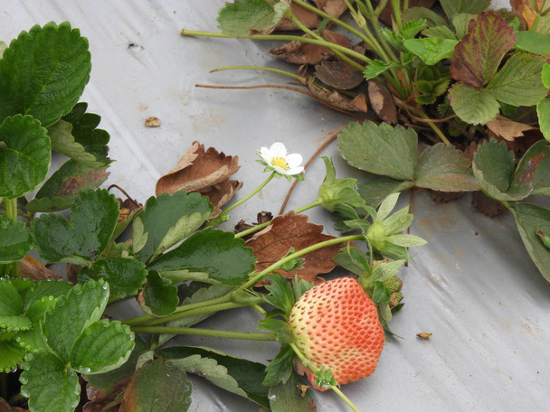 growing strawberry in a foggy morning - Photo, Image