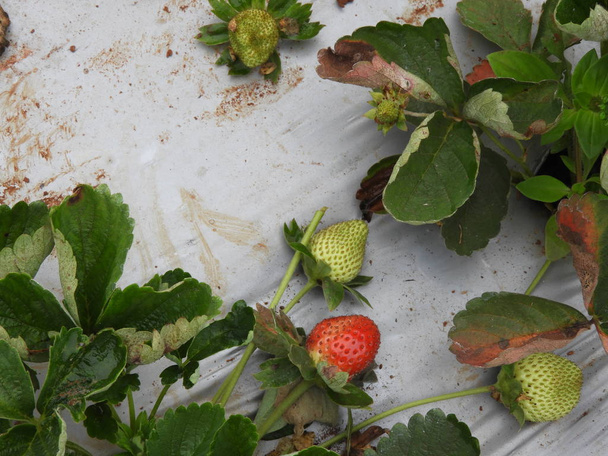 growing strawberry in a foggy morning - Photo, Image