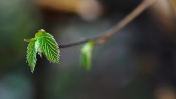 Hazel first leaves on branch - Footage, Video