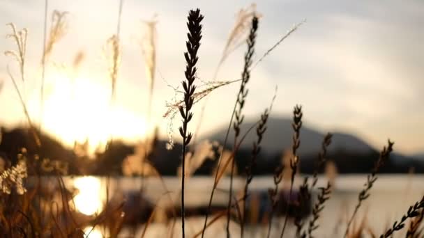 Hermosa escena del atardecer con campo de hierba y viento soplando
 - Metraje, vídeo