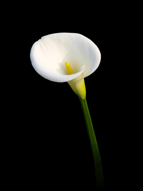 Calla lily - Fotografie, Obrázek