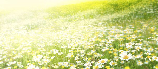Rét a virággal camomiles - Fotó, kép