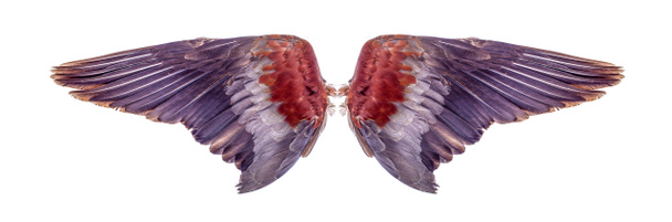 Angel wings isolated on white background - Photo, Image