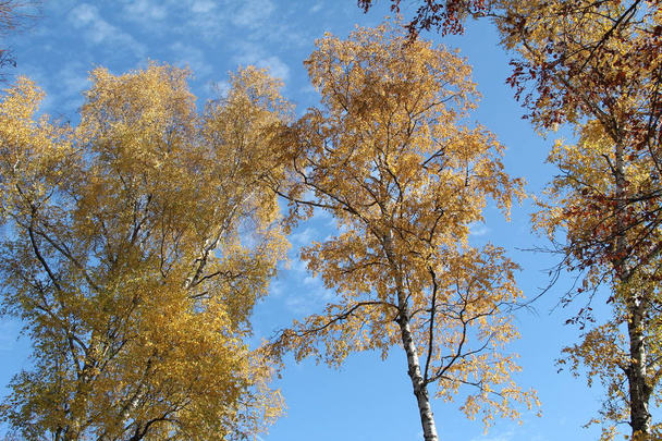 Bottom view of autumn trees with yellow leaves against blue sky - Photo, Image