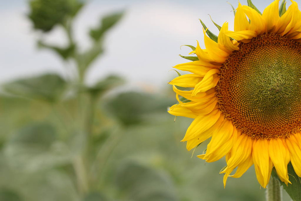 Partial view of sunflower on blurred background - Photo, Image