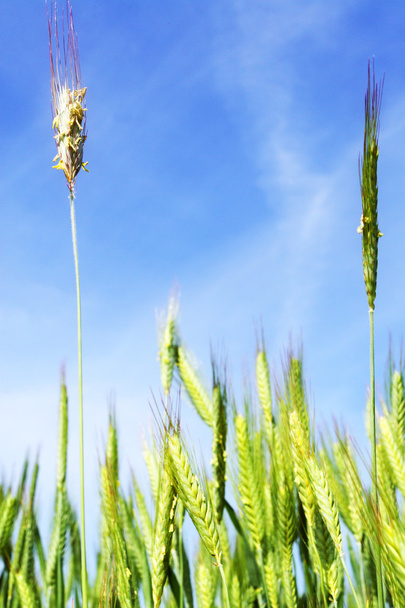 pšenice s modrou oblohou - Fotografie, Obrázek