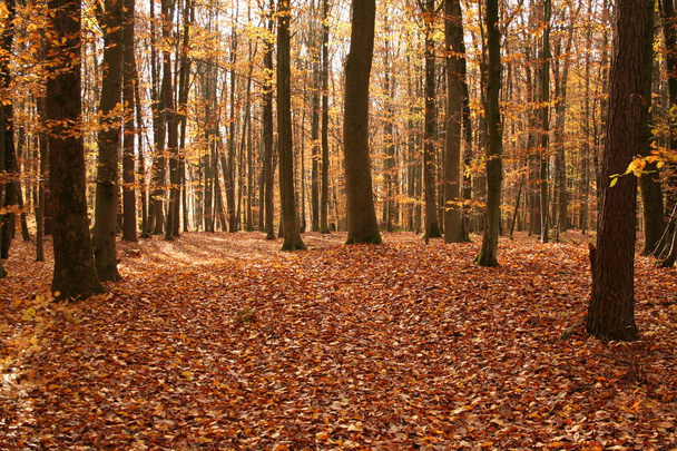 Autumn forest with fallen yellow leaves - Photo, Image