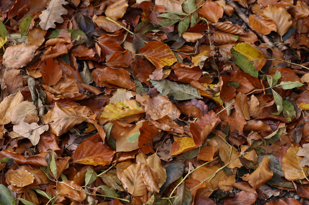 feuilles d'automne tombées sur le sol - Photo, image