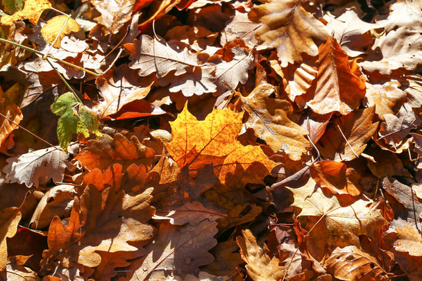 Heldere herfst gebladerte. Heldere herfst bladeren aan de bomen - Foto, afbeelding