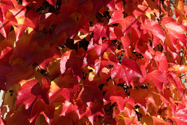 Полное изображение красных листьев в рамке
 - Фото, изображение