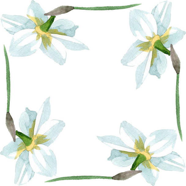 白い水仙花植物の花。水彩画背景イラスト セット。フレーム枠飾りスクエア. - 写真・画像