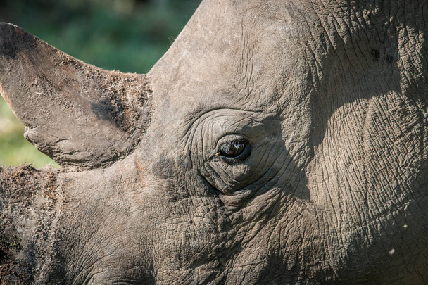 Close up of a White rhino head. - Fotoğraf, Görsel