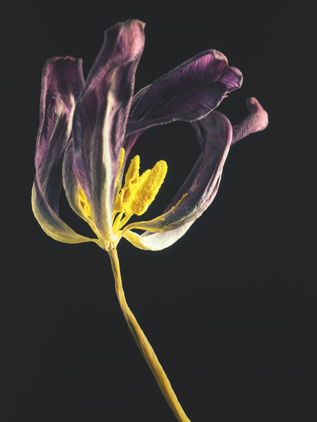 Withered purple tulip on a dark background - 写真・画像