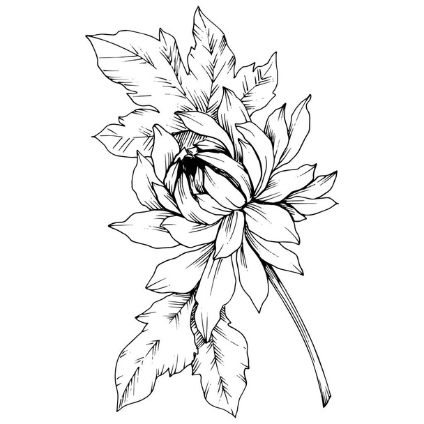 Vektör krizantem çiçek botanik çiçekler. Siyah ve beyaz mürekkep sanat kazınmış. İzole çiçek Çizim öğesi. - Vektör, Görsel