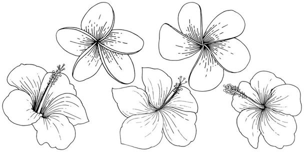 Vektör Hibiscus çiçek tropik çiçekler. Siyah ve beyaz mürekkep sanat kazınmış. İzole hibiscus illüstrasyon öğesi. - Vektör, Görsel