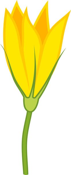 Keltainen uros kurpitsa kukka eristetty valkoisella taustalla
 - Vektori, kuva