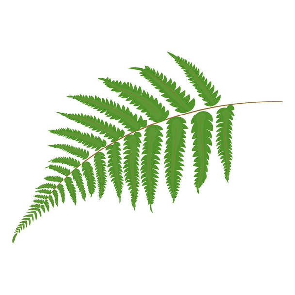 Fern. Tropical leaves. Botanical element for cosmetics, spa, beauty care products - Vector, Image
