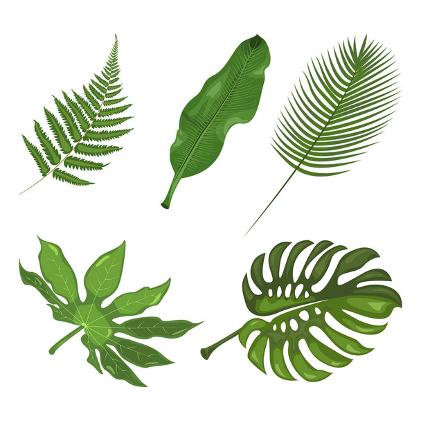 Trópusi levelek beállítása. Botanikai elem, kozmetika, wellness, szépségápolási termékek - Vektor, kép