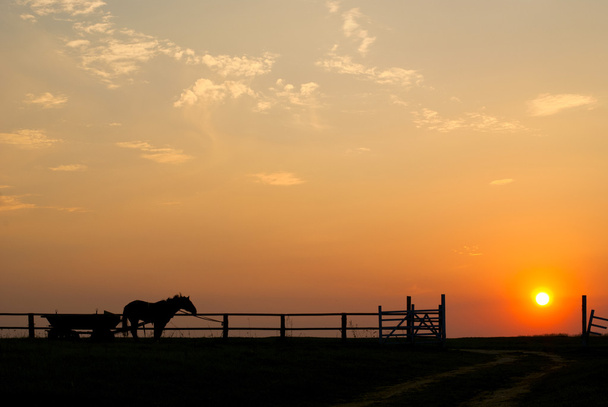 horse at sunset - Photo, Image