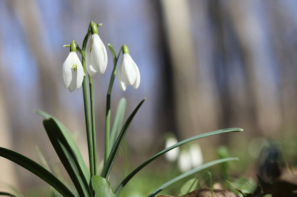 Snowdrops in the forest. Spring flowers. spring forest. Walking in the forest. Rest and flowers. Sunny day. Spring sunny morning. - Photo, Image