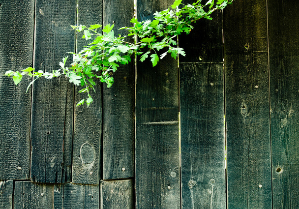 Доски тёмного цвета с растением
 - Фото, изображение