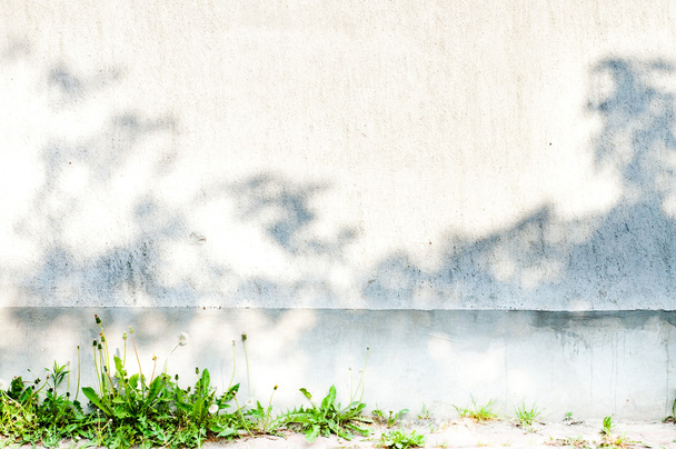 Grey wall with plants - 写真・画像