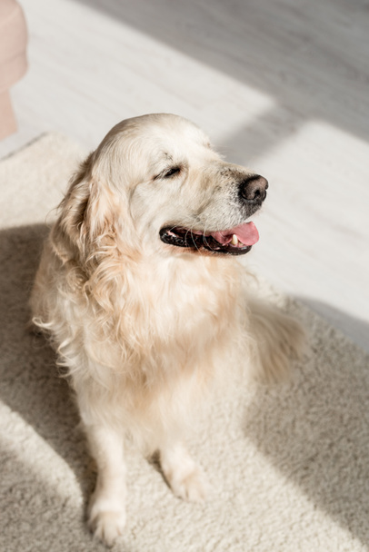 cute golden retriever sitting on floor and looking away - Photo, Image