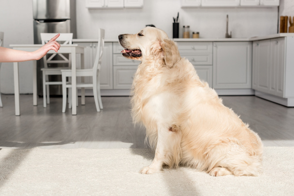 cropped view of woman training cute golden retriever in kitchen  - Фото, изображение