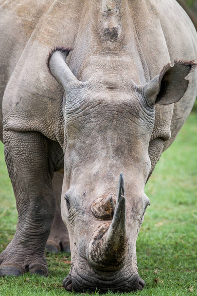 Close up of a White rhino in the grass. - Fotoğraf, Görsel