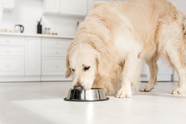 cute golden retriever eating dog food from metal bowl in kitchen  - Zdjęcie, obraz