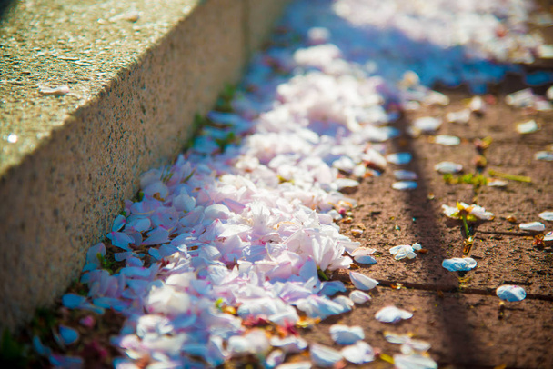 Cherry Blossom Tokiossa, Japanissa. Huhtikuu Japanissa on erittäin suosittu Sakura Cherry Blossomista
. - Valokuva, kuva