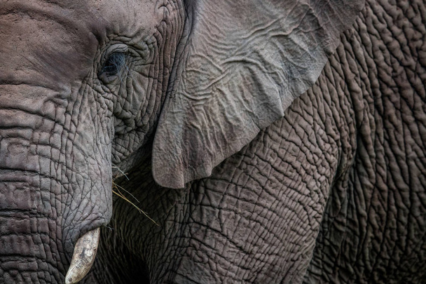 A close up of half an Elephant. - Photo, image