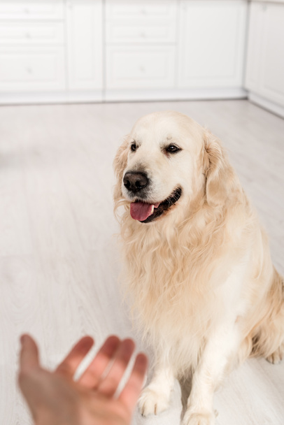 selective focus of woman outstretched hand to cute golden retriever in kitchen  - Foto, afbeelding