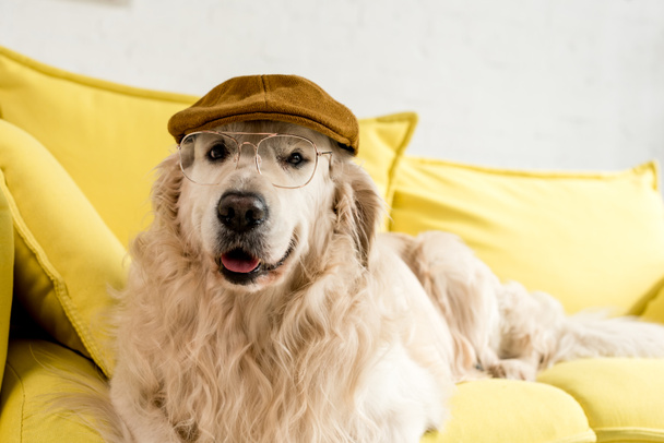 cute golden retriever lying on bright yellow sofa in cap and glasses - Фото, изображение
