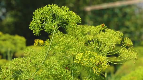 Growing dill on a farmers plantation. Dill inflorescence closeup. blooming dill in the summer, spring in the garden. - Footage, Video