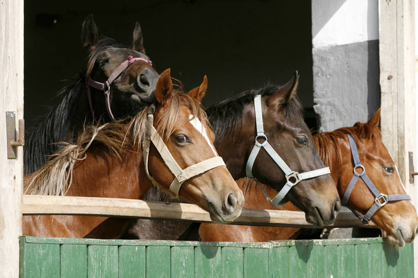 Καθαρόαιμα άλογα κοιτάζοντας πέρα από την ξύλινη πόρτα του αχυρώνα στο stabl - Φωτογραφία, εικόνα