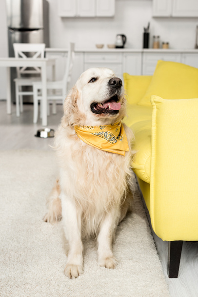cute golden retriever in bright neckerchief looking up in apartment  - Photo, image