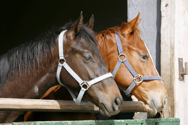 Volbloed jonge paarden kijken over houten schuur deur in stabl - Foto, afbeelding