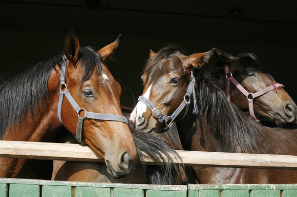 Cavalos jovens de raça pura olhando sobre a porta do celeiro de madeira em stabl
 - Foto, Imagem
