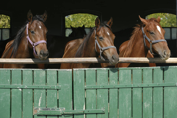 Молодые чистокровные лошади, глядя через деревянные двери сарая в нож
 - Фото, изображение
