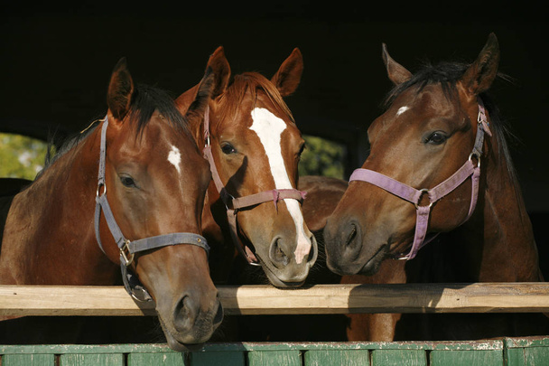 Telivér fiatal lovak néztek a stabl barn faajtó - Fotó, kép