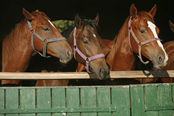 Cavalli giovani di razza guardando oltre porta fienile in legno in stalla
 - Foto, immagini