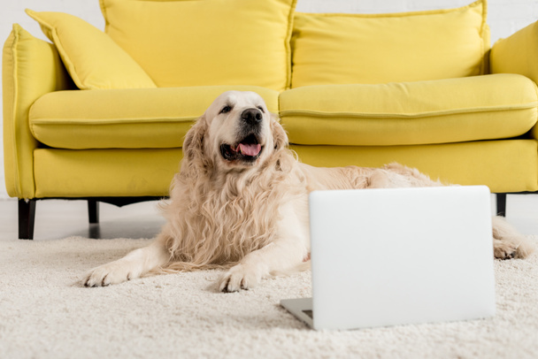 cute golden retriever lying on floor with laptop in apartment   - Photo, Image