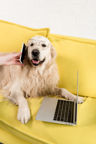 partial view of woman holding smartphone and golden retriever in glasses lying on yellow sofa - Foto, Bild