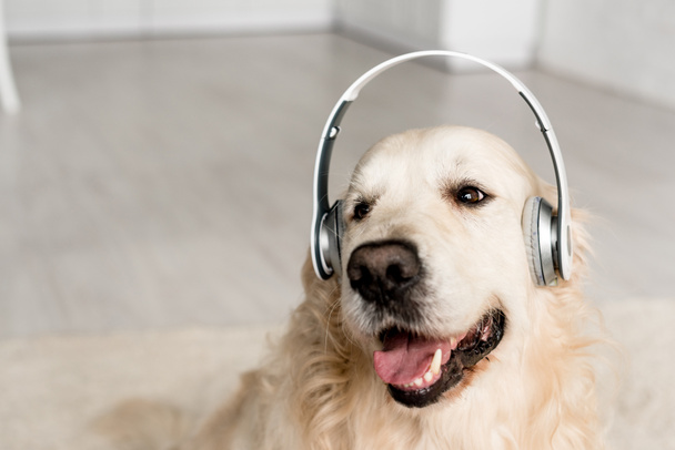 cute golden retriever listening music in headphones in apartment  - Photo, Image